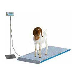 Livestock Platform Scale  Salter Brecknell
